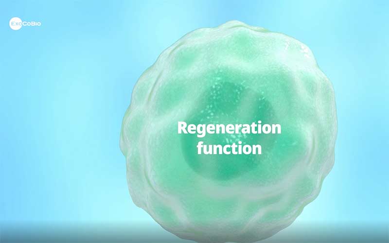 regeneracja-komórki